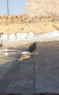 کفترم گمشده