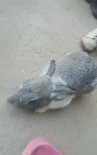 سلام فروش خرگوش ماده