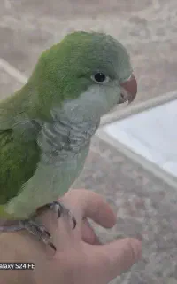 طوطی راهب دستی  سخنگو