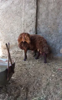 بره قوچ افشاری