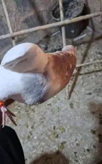 کفتر خوب و جوون هفترنگ و دم سفید