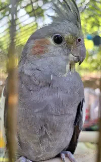 عروس هلندی نر و ماده