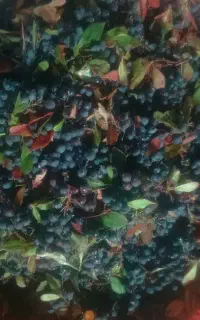آب زرشک طبیعی و زرشک