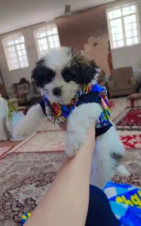 توله سگ