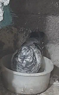 کبوتر گم شده