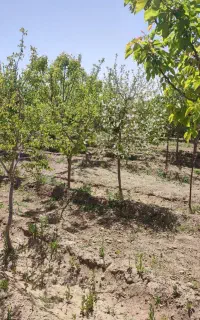 نگهبان شب بازنشسته(لطفا شرایط رو بخونین )
