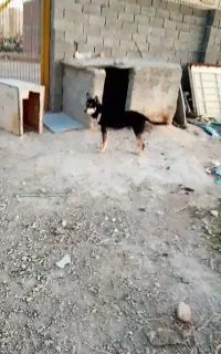 سگ ژرمن میکس ۲ساله شناسنامه دار نگهبان