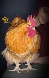 مرغ و خروس زینتی ارپینگتون اورپینگتون