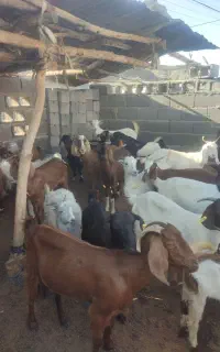 گوسفندفروشی