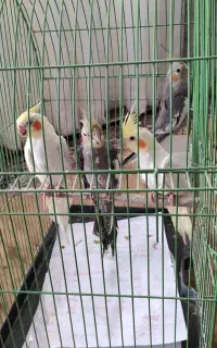 جوجه عروس هلندی عروس طوطی