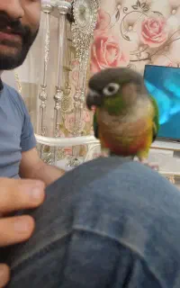 گرنچیک با قفس بزرگ