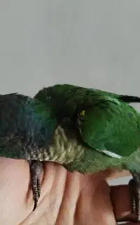 طوطی گرینچیک رفته