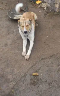 سگ نر افغان