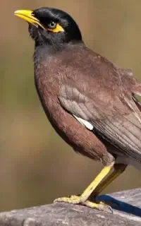 مرغ مینا گمشده
