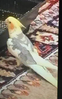 گمشده