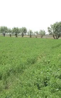یونجه چین دوم