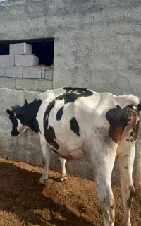 گاو شیر ده