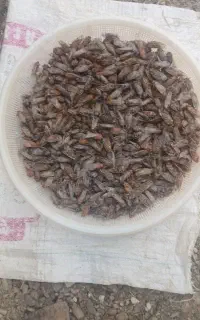 تژق