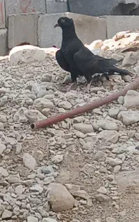 زاغ
