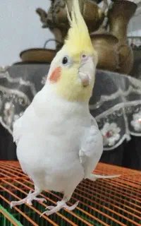 طوطی ۵ساله‌نر
