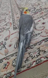عروس هلندی