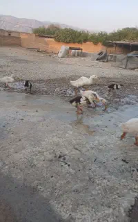 جوجه اردک فروشی