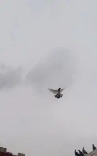 کبوتر پرشی نره ماده اصلی تهران