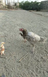ی ماده مرغ پلیا نصلدار با پنج جوجه دو تا مال خودش