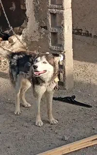 سگ هاسکی