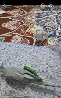 یک جفت عروس هلندی بالغ