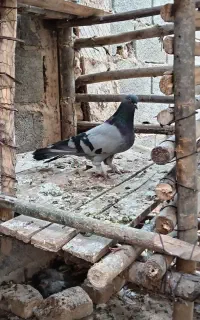 گچی نر 10 پنجه سفید 14 دم