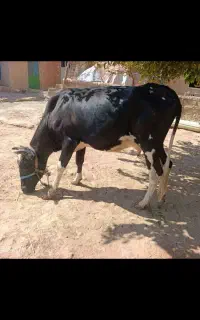 گاو داشتی گوساله