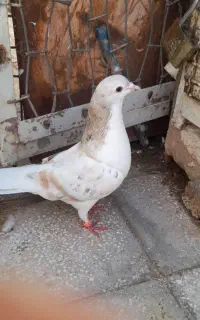دوتا ابگل سرخ گم کردم