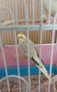 عروس هلندی ماده