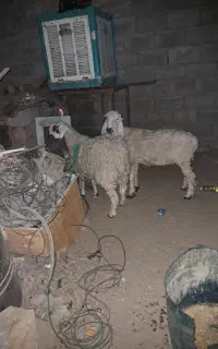 گوسفند مری اصل