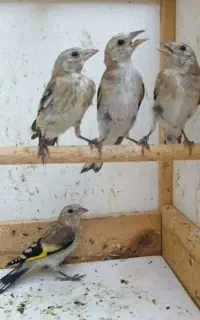 ۲۰ تا جوجه سهره کرمونی کال وجوجه گلبسر