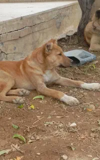 توله خراسانی سه ماه