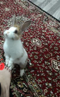 خرگوش