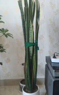 گل سانسوریا