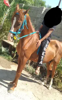 اسب نریان