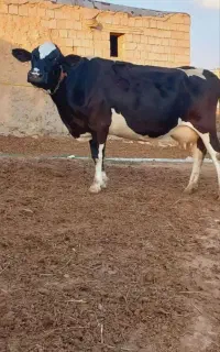 گاو ابستن