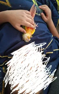 گمشدهگرینجیک