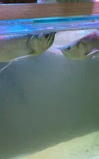 آروانا سیلور ۵۰سانتی