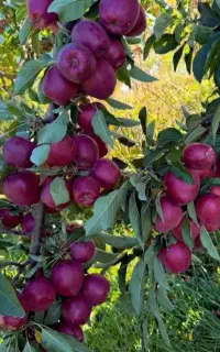 فروش ویژه نهال درجه یک مستقیم از نهالستان