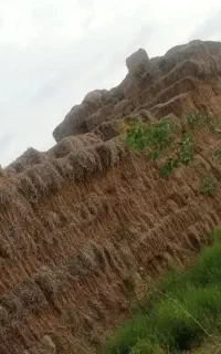 کاه شالی.کمل.