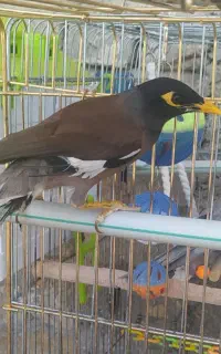 مینا سخنگو