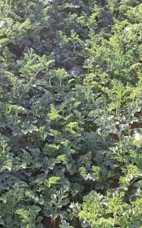 هندوانه گرد