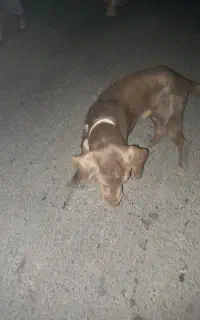 سگ توله