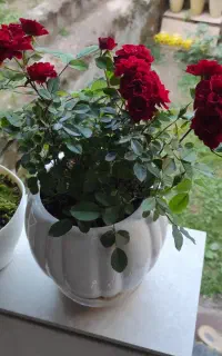 ویزیت ومشاوره تخصصی گلهای آپارتمانی منزل ومحل کار