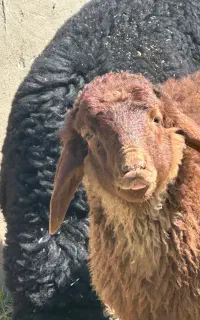 گوسفند زنده بره زنده